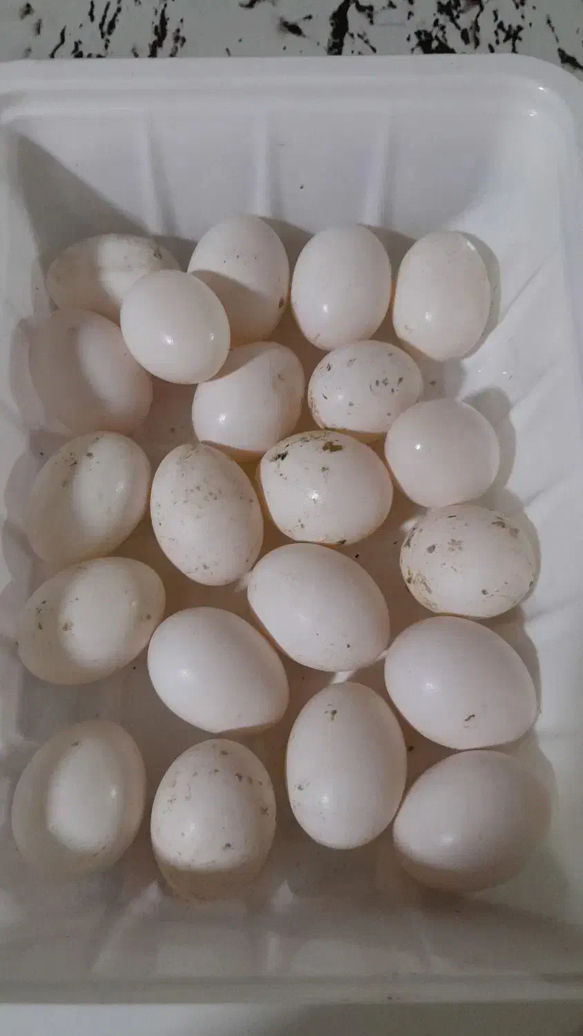 تخم کبوتر|پرنده|مشکین‌دشت, |دیوار