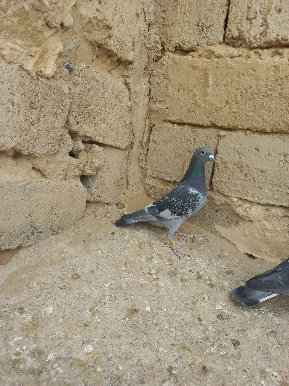 جفت نروماده|پرنده|زهک, |دیوار