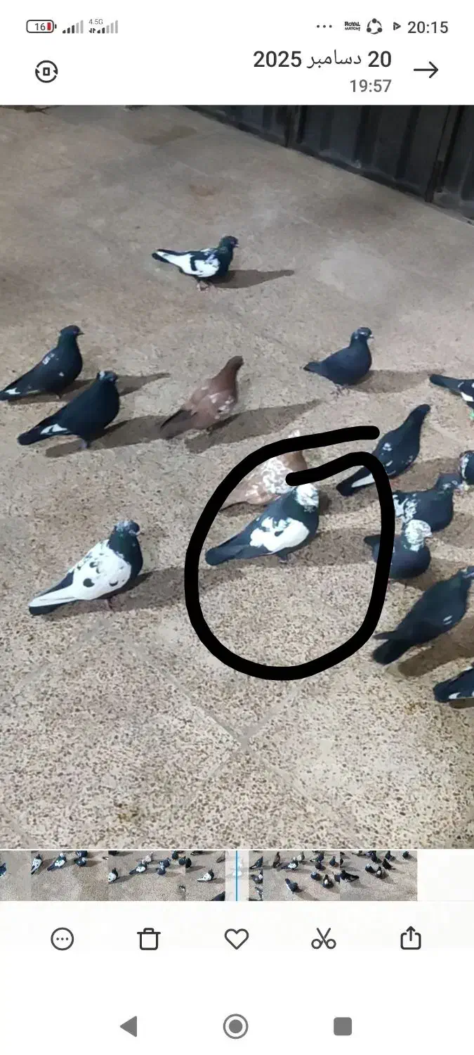 ک ب و تر|حیوانات|خرمآباد, |دیوار