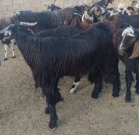 کهره نر چاق|حیوانات مزرعه|لار, |دیوار