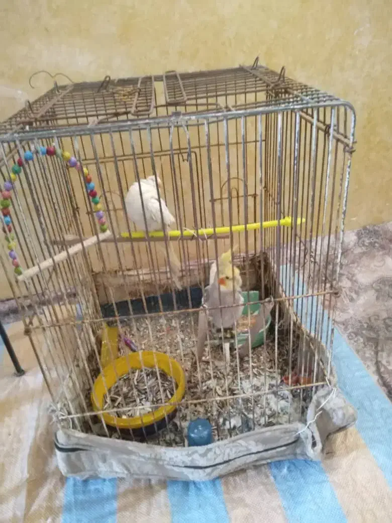 طوطی یک جفت با همراه جوجه خوش دست چقی چقی|پرنده|مشهد, شهید آوینی|دیوار