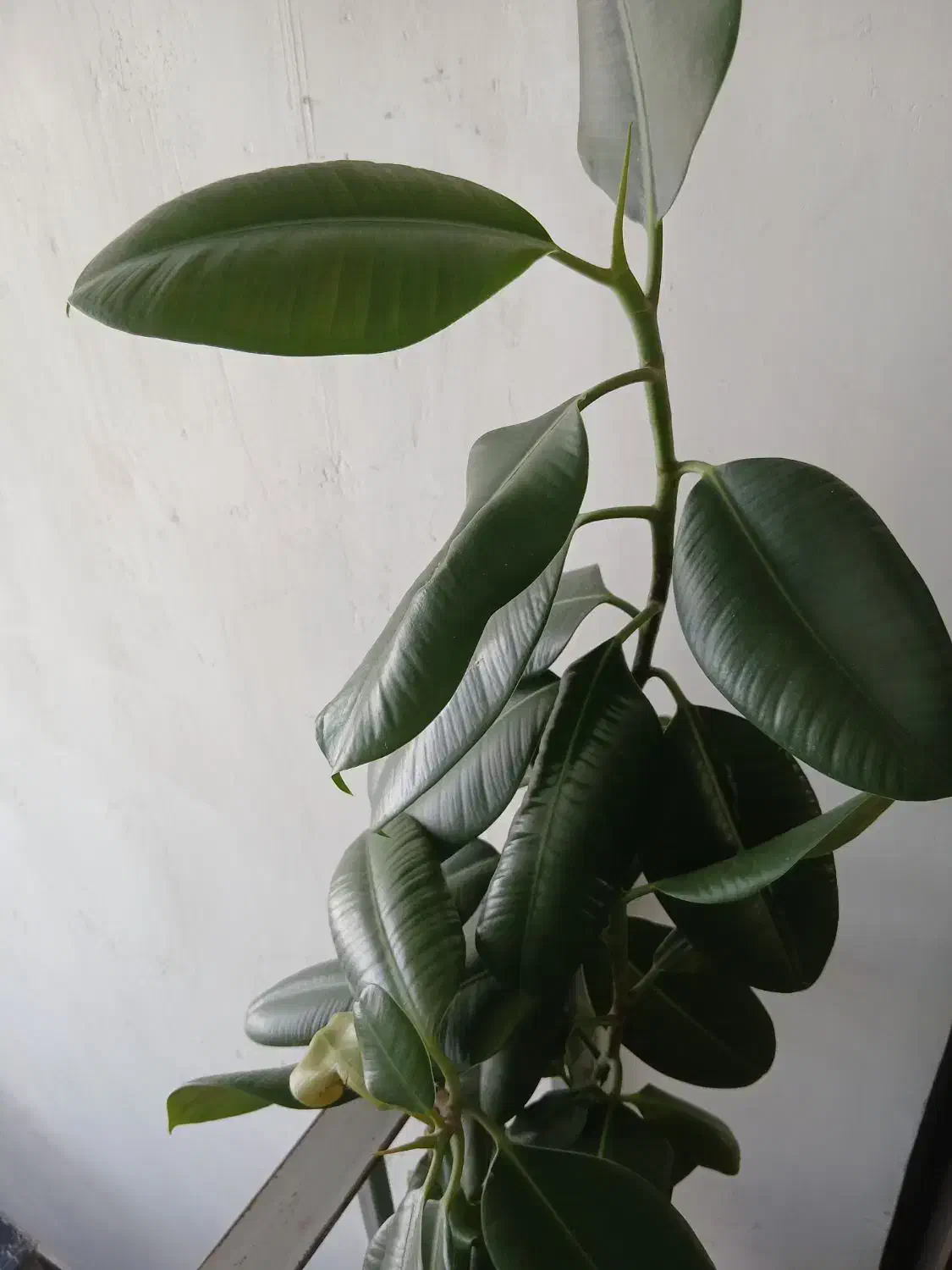 گل گوش فیلی|گل و گیاه طبیعی|کرمانشاه, |دیوار