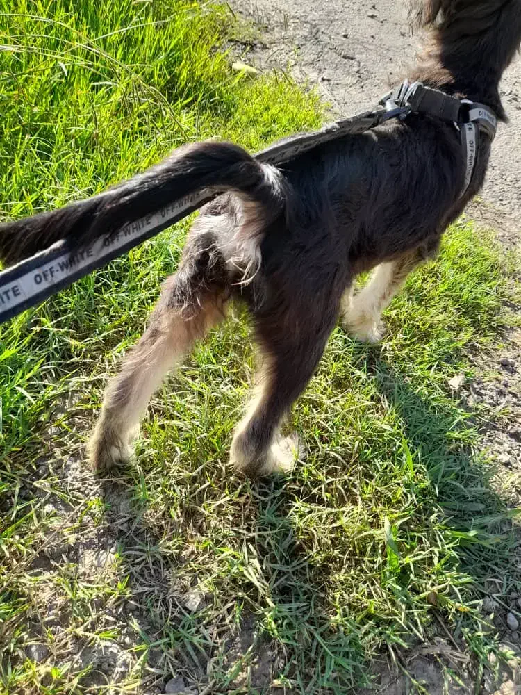 توله اشپیتز تریری پاه کوتاه|سگ|بیله سوار, |دیوار