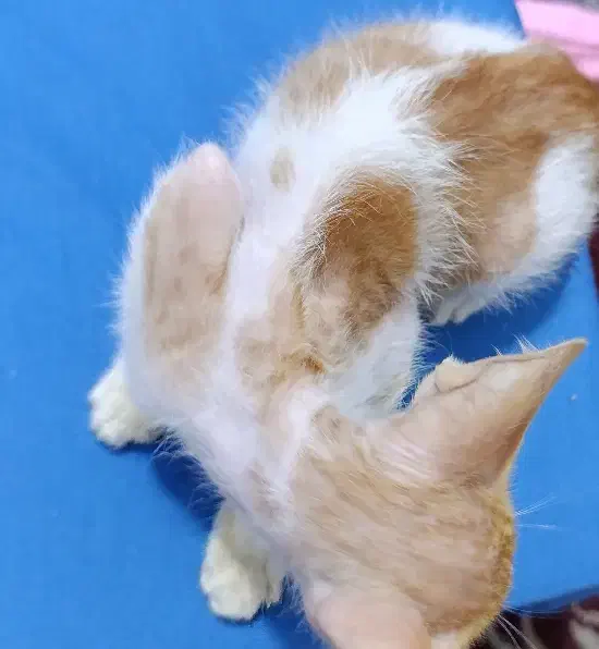 واگذاری بچه گربه|گربه|بندرعباس, |دیوار