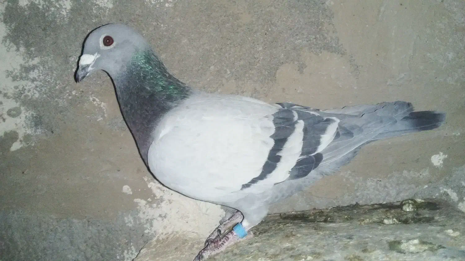 کبوتر پلاکی|پرنده|خاش, |دیوار