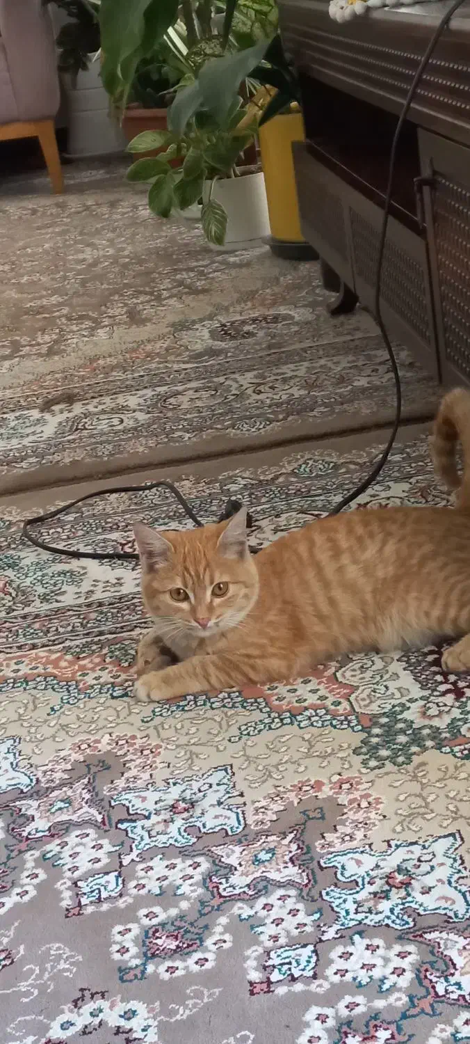 گربه نارنجی|گربه|یزد, |دیوار