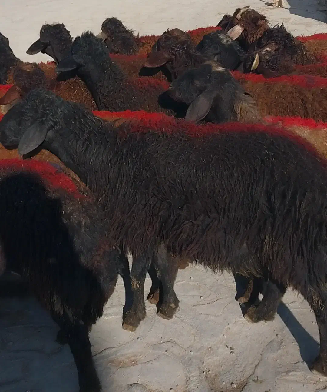 ۴۵گوسفند نر لاغر داشتی|حیوانات مزرعه|زنجان, |دیوار