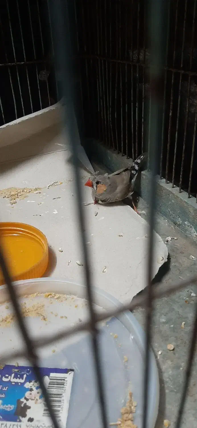 فنچ فنج نر|پرنده|قم, جمکران|دیوار