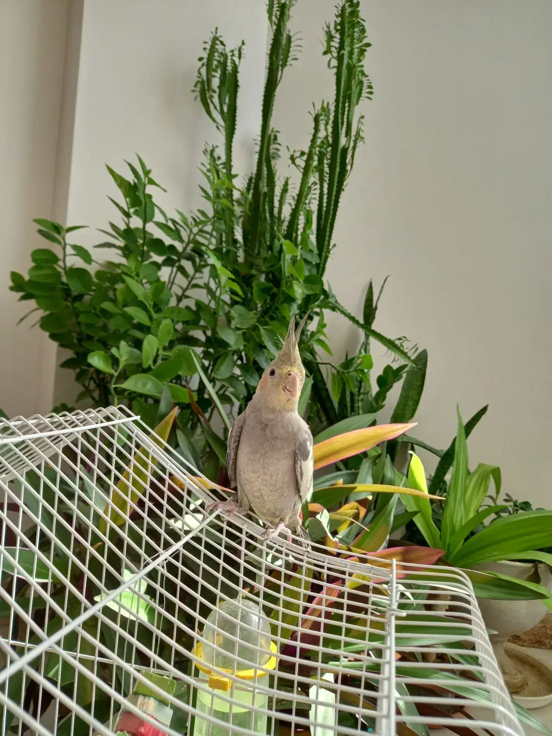 عروس هلندی|پرنده|مبارکه, |دیوار