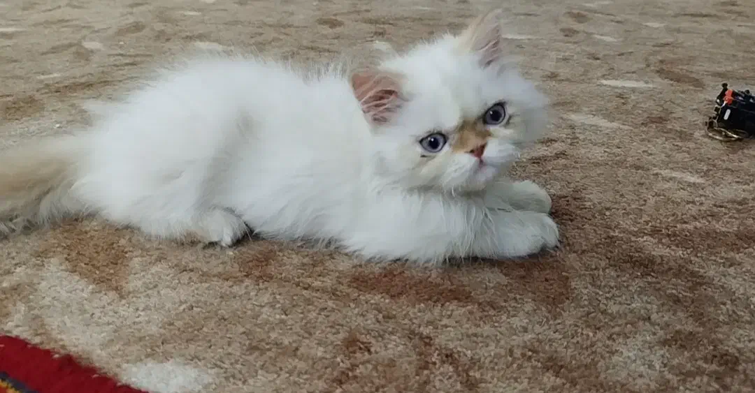 معاوضه پرشین رد پوینت با طوطی|گربه|تهران, گلچین|دیوار