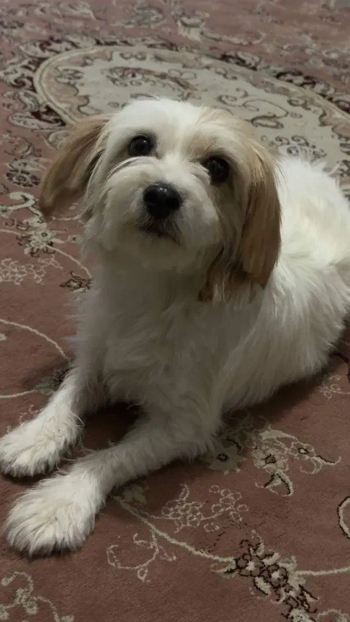 واگذاری سگ شیتزو رایگان|سگ|تهران, مشیریه|دیوار