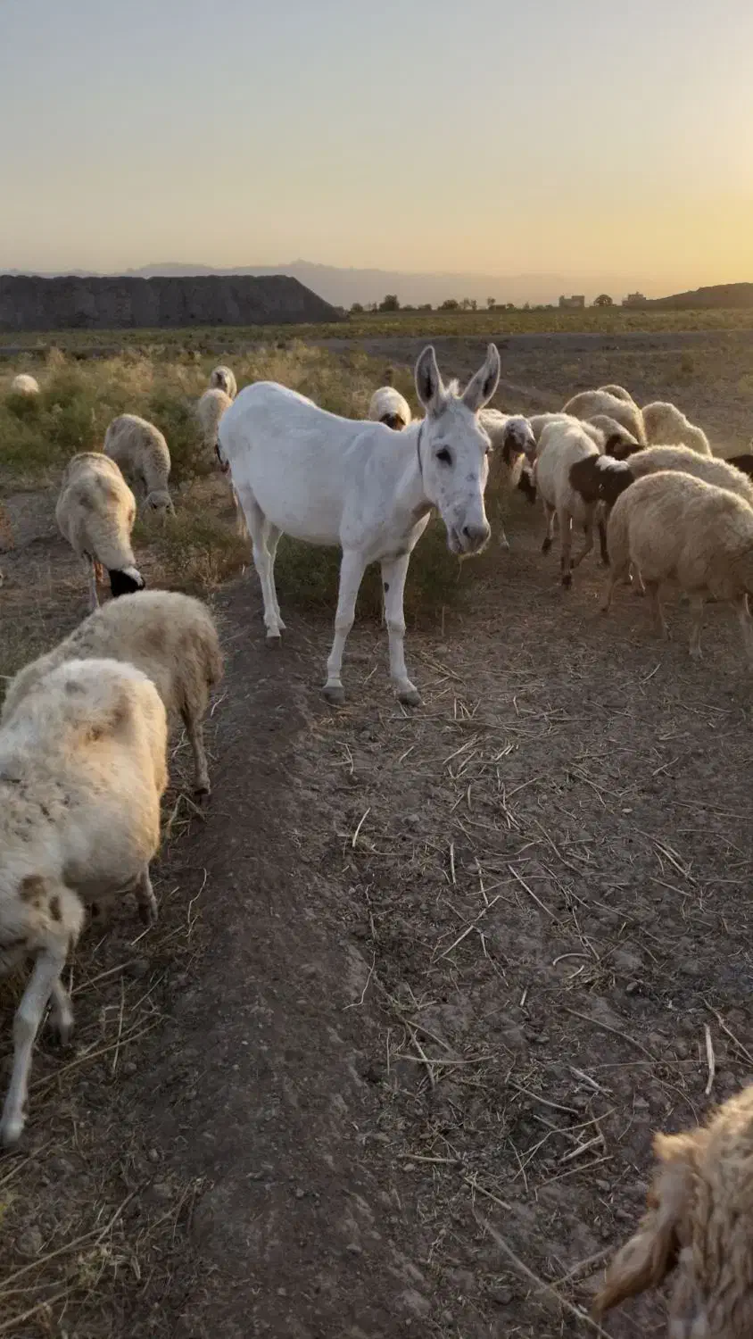 نر خر گله ای بضمانت|حیوانات مزرعه|کاشمر, |دیوار