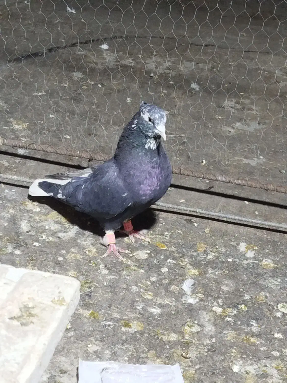 کرز دم سفید نر|پرنده|ایلام, |دیوار