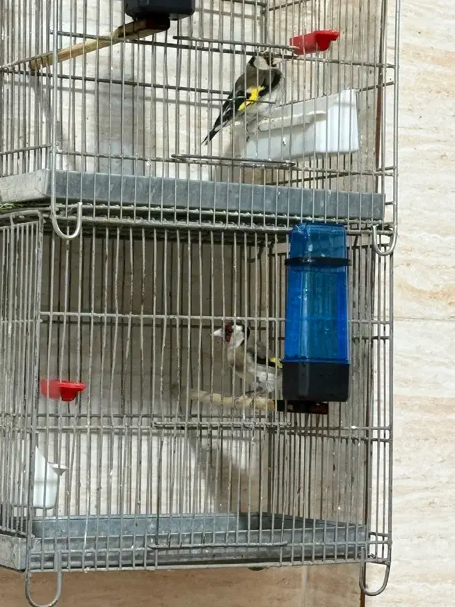 سره بخون|پرنده|مشکیندشت, |دیوار