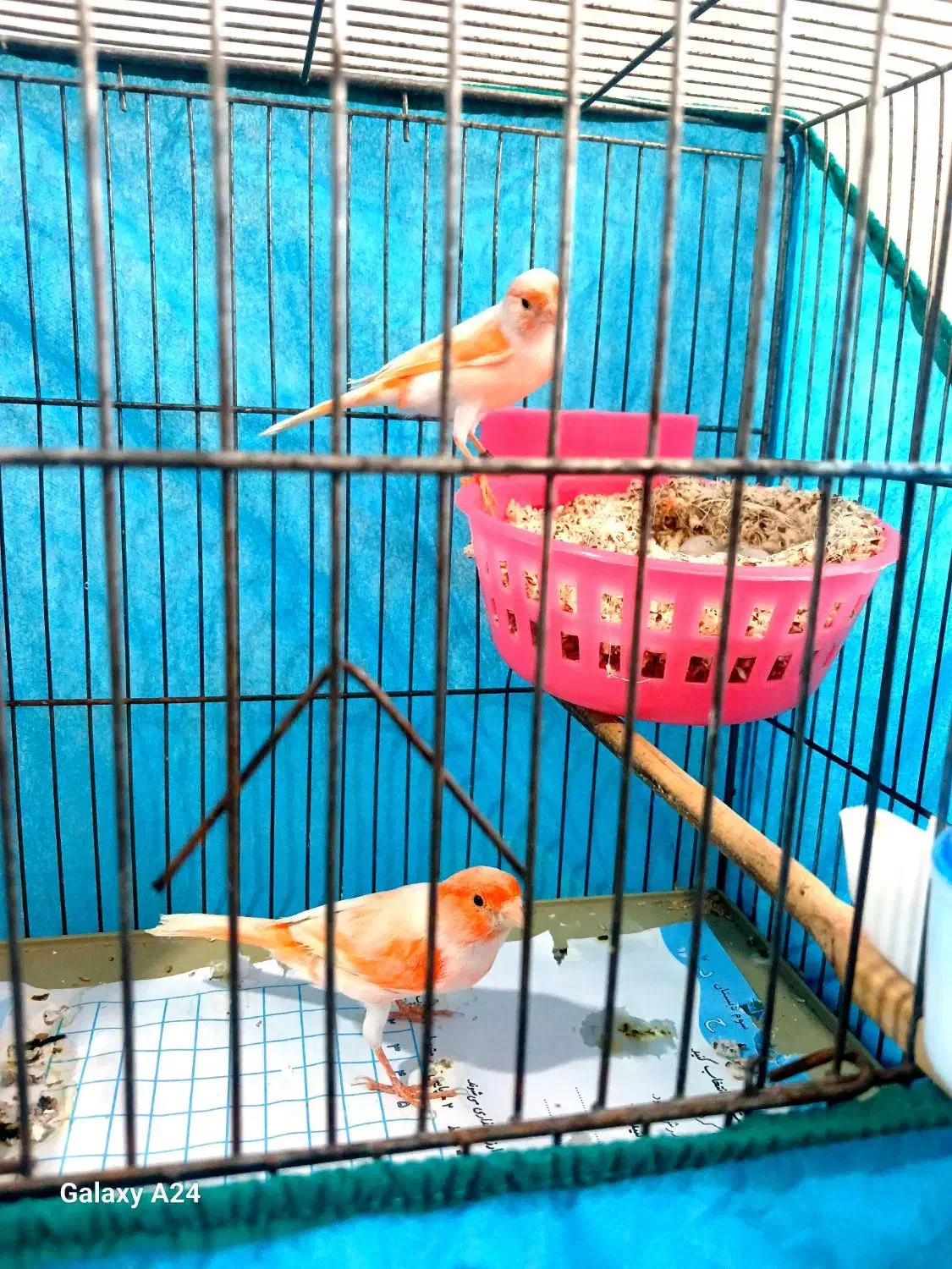 جفت قناری موزاییکی اورجینال باتخم|پرنده|تهران, جوادیه تهرانپارس|دیوار