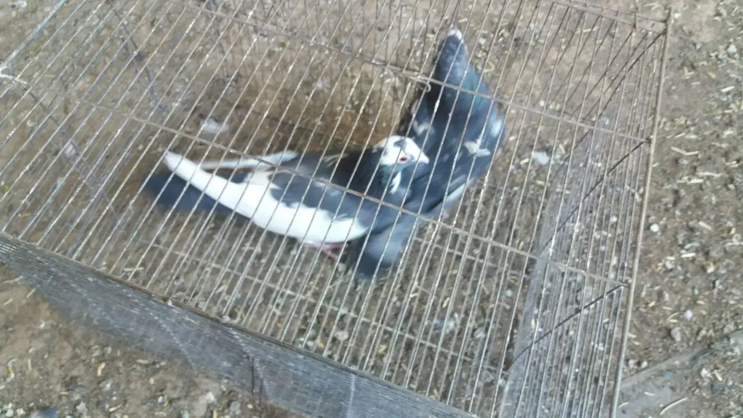 کفترپرشی|پرنده|نوده انقلاب, |دیوار