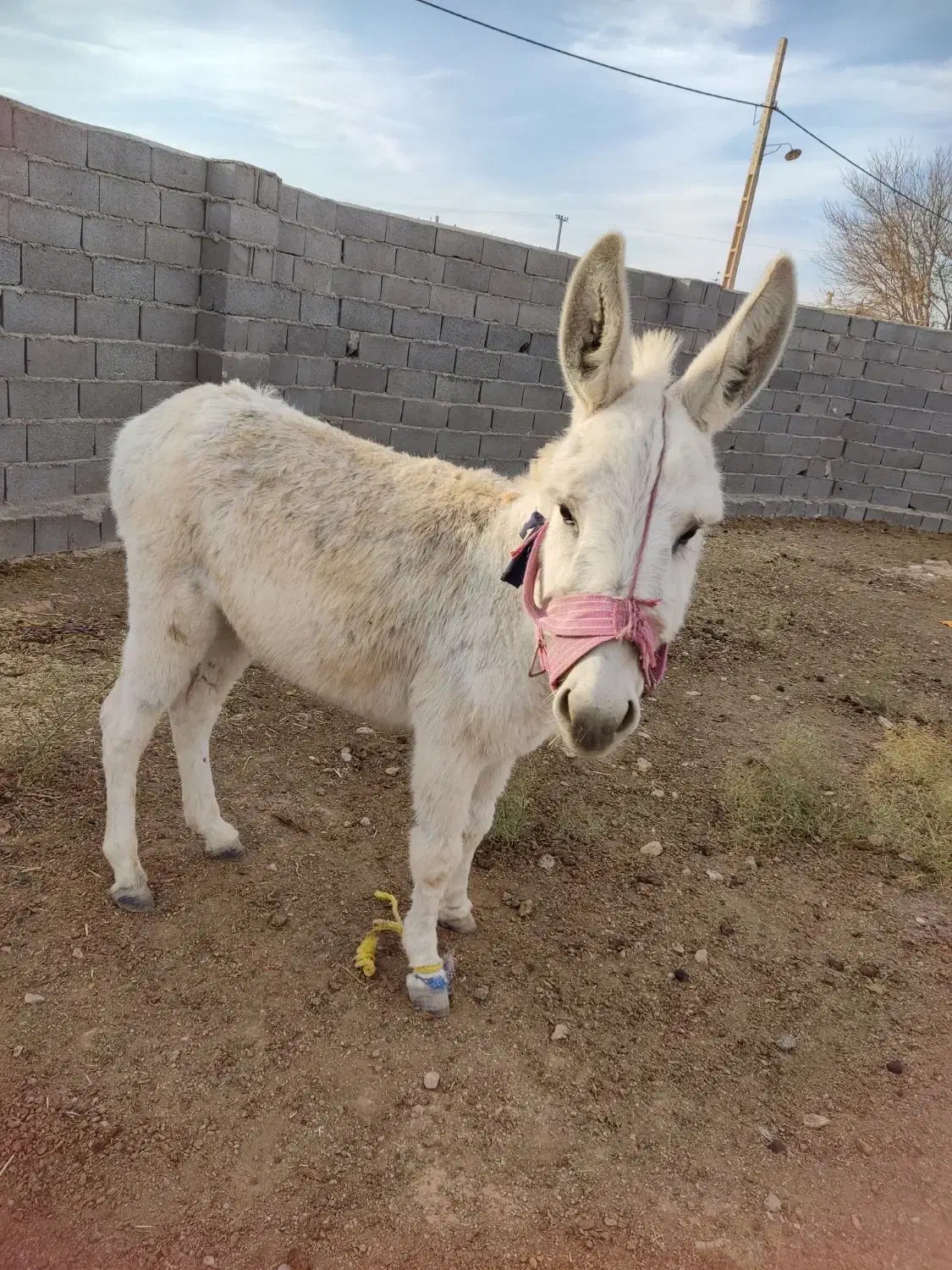 الاغ نر|حیوانات مزرعه|مشهد, امام رضا (ع)|دیوار