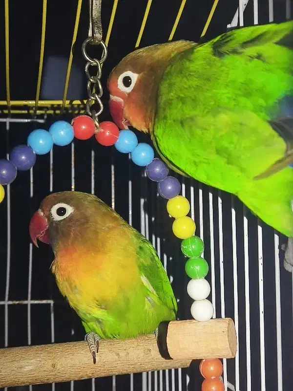 کوتوله فیشر مولد|پرنده|سراوان, |دیوار