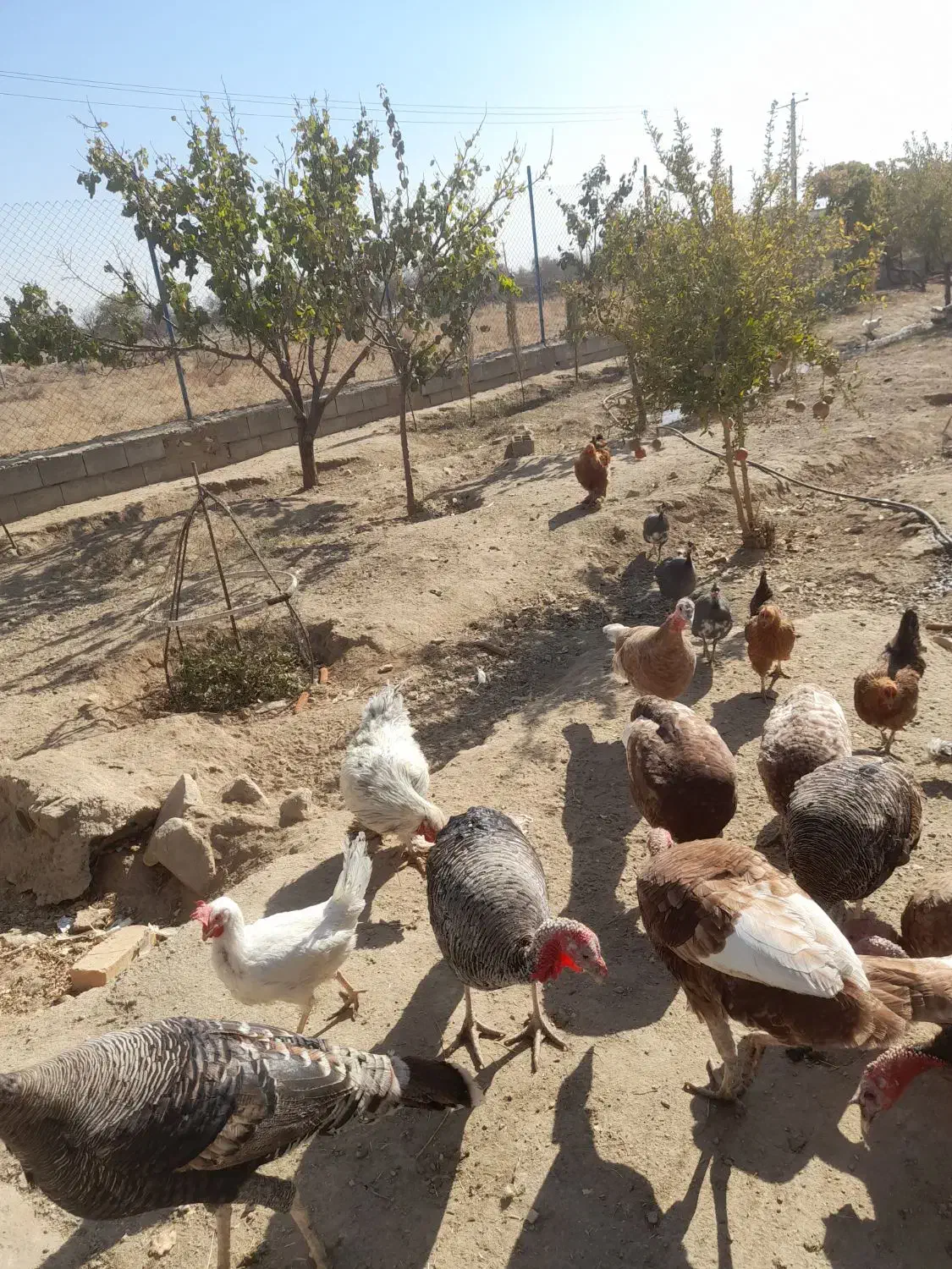 فروش بوقلمون و خروس ومرغ|حیوانات مزرعه|گلپایگان, |دیوار