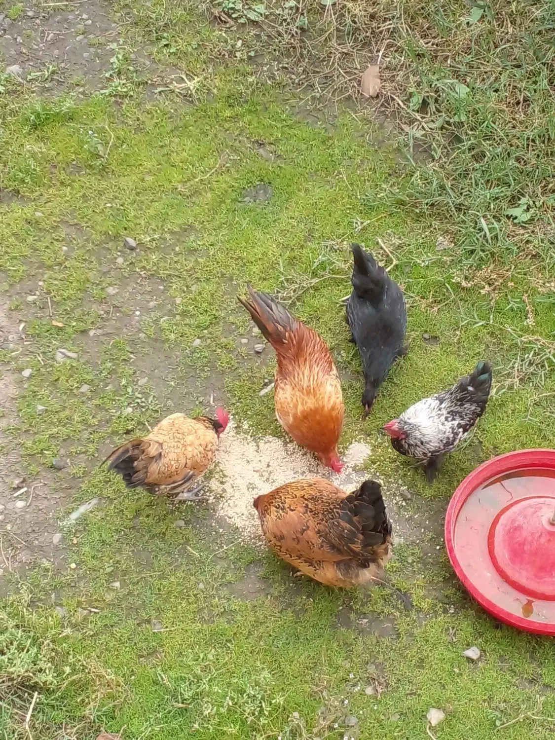 مینیاتوری سالم و سرحال|پرنده|لیسار, |دیوار