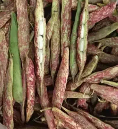 پوست کردن پاچ باقالا|خوردنی و آشامیدنی|رشت, دیانتی|دیوار