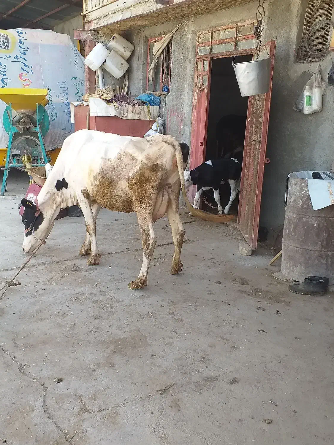 گاوباگوساله سیمینتال|حیوانات مزرعه|بروجرد, |دیوار