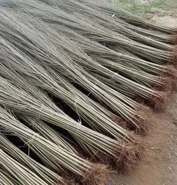 نهالستان فروش انواع نهال های اصلاح شده گردو بادام|خدمات باغبانی و درختکاری|همدان, |دیوار