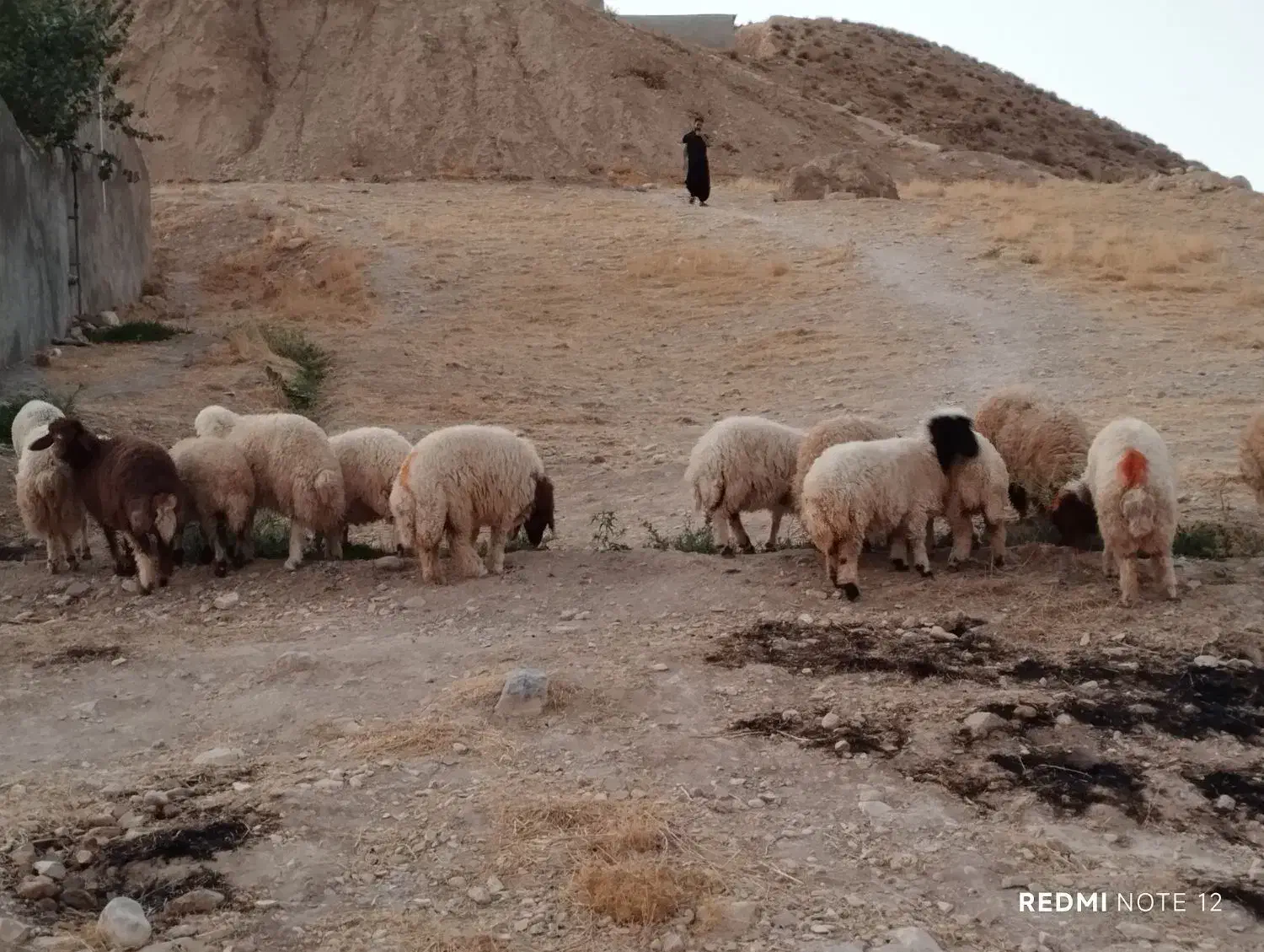 بره|حیوانات مزرعه|سیوان, |دیوار