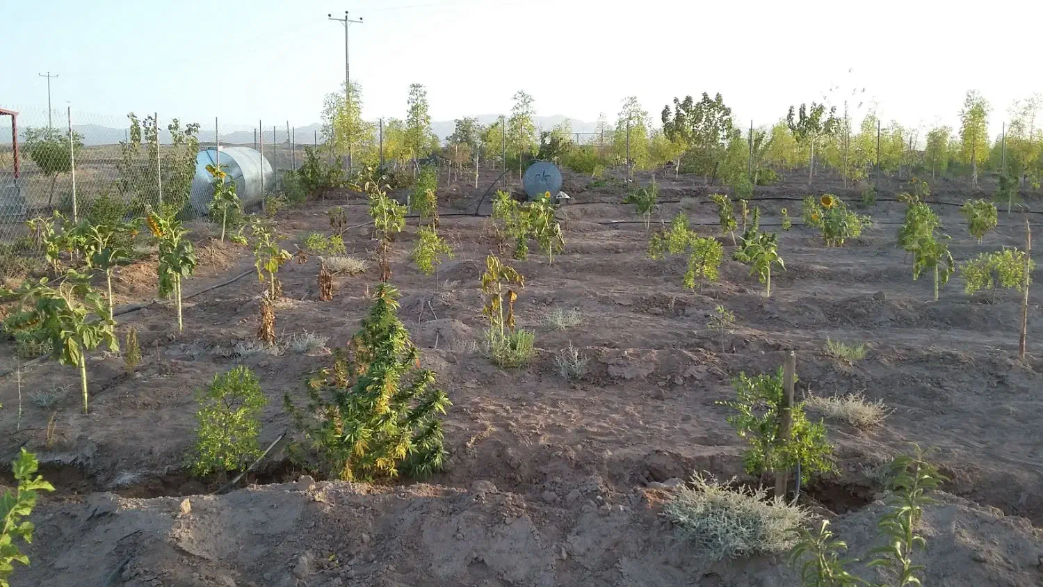 زمین مزروعی در بیرجند|فروش زمین و ملک کلنگی|بیرجند, |دیوار