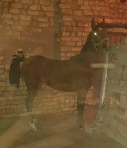 کره مادیان کرد|اسب و تجهیزات اسبسواری|فولادشهر, زاینده رود|دیوار