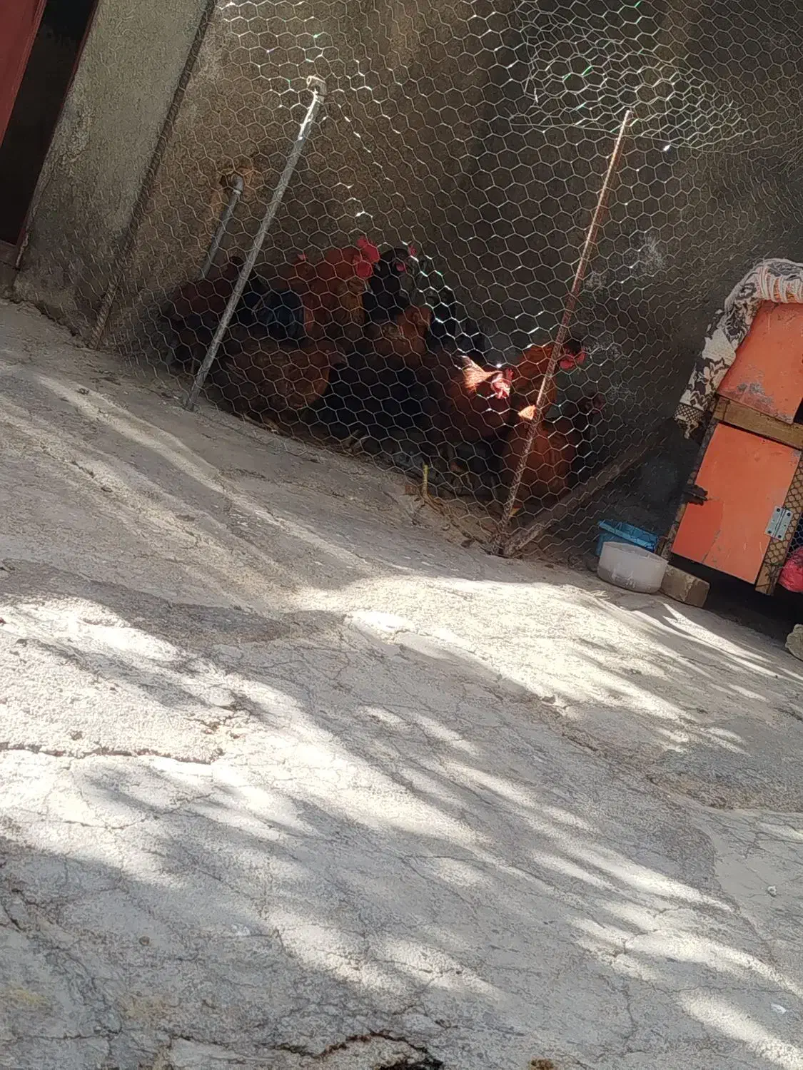 مرغ خروس تازه ب تخم گزاری آمدن|حیوانات مزرعه|گوآور, |دیوار