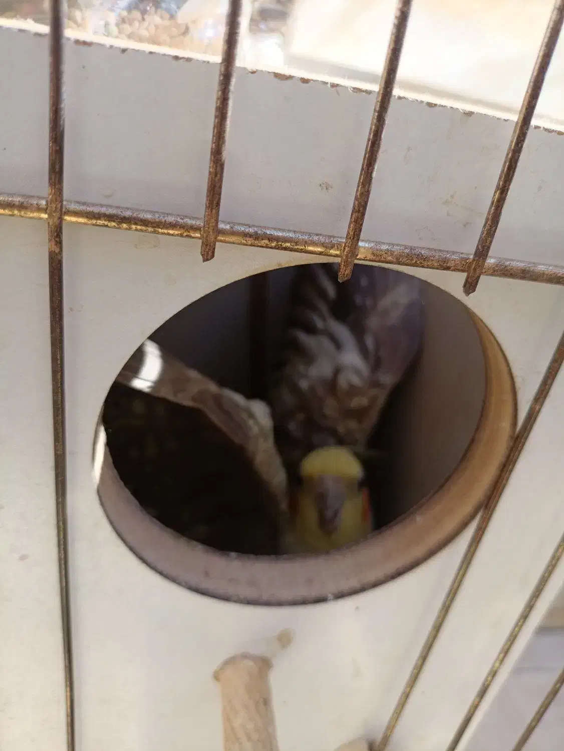 عروس هلندی جفت نر و ماده با جوجه|پرنده|محمدشهر, ولدآباد|دیوار