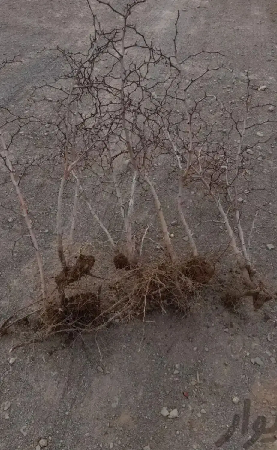 فروش نهال زرشک وعناب|خدمات باغبانی و درختکاری|نسیمشهر, |دیوار