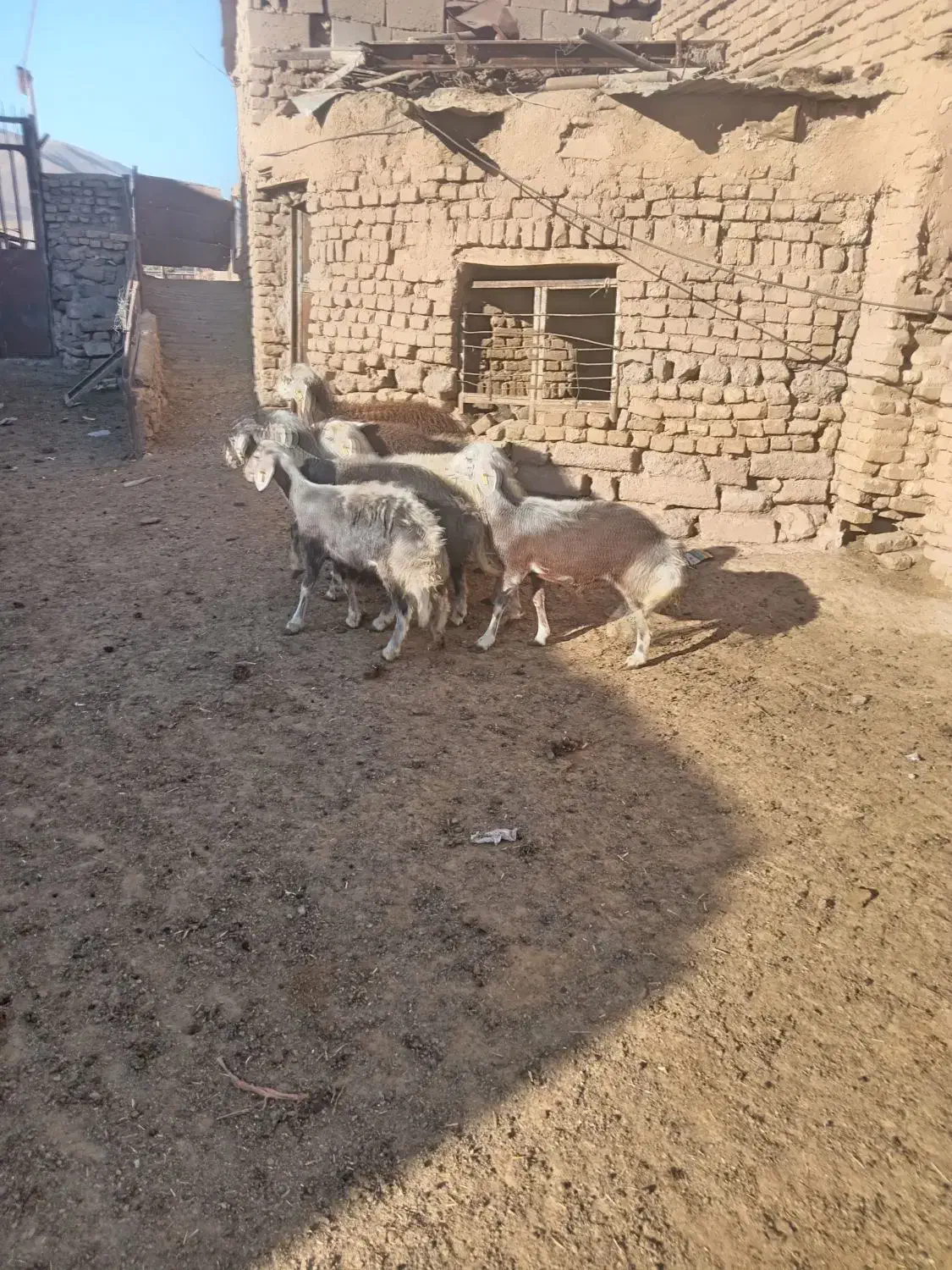 بره ماده چال|حیوانات مزرعه|جلگه رخ, |دیوار