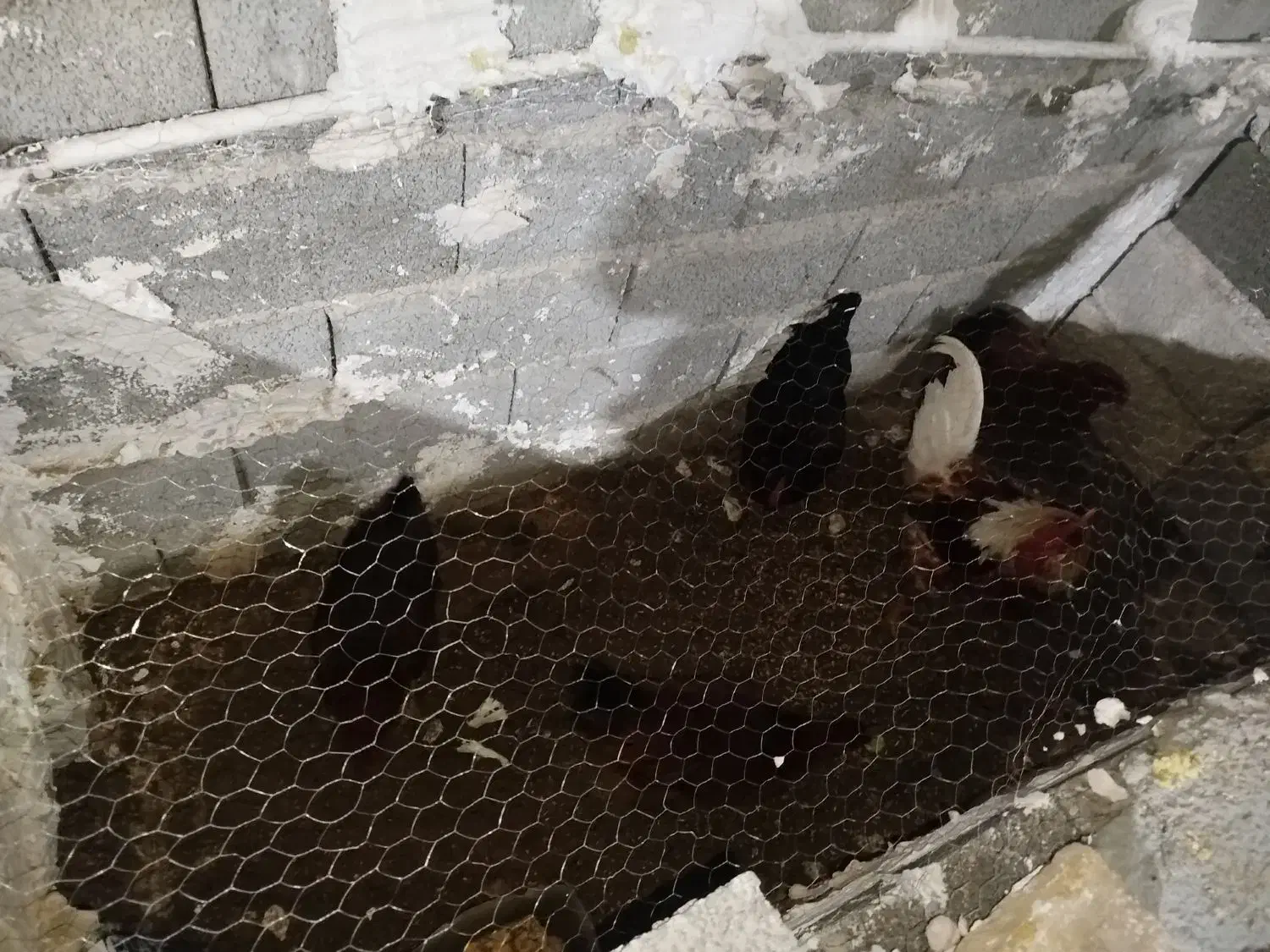 مرغ خروس|حیوانات مزرعه|جوانرود, |دیوار