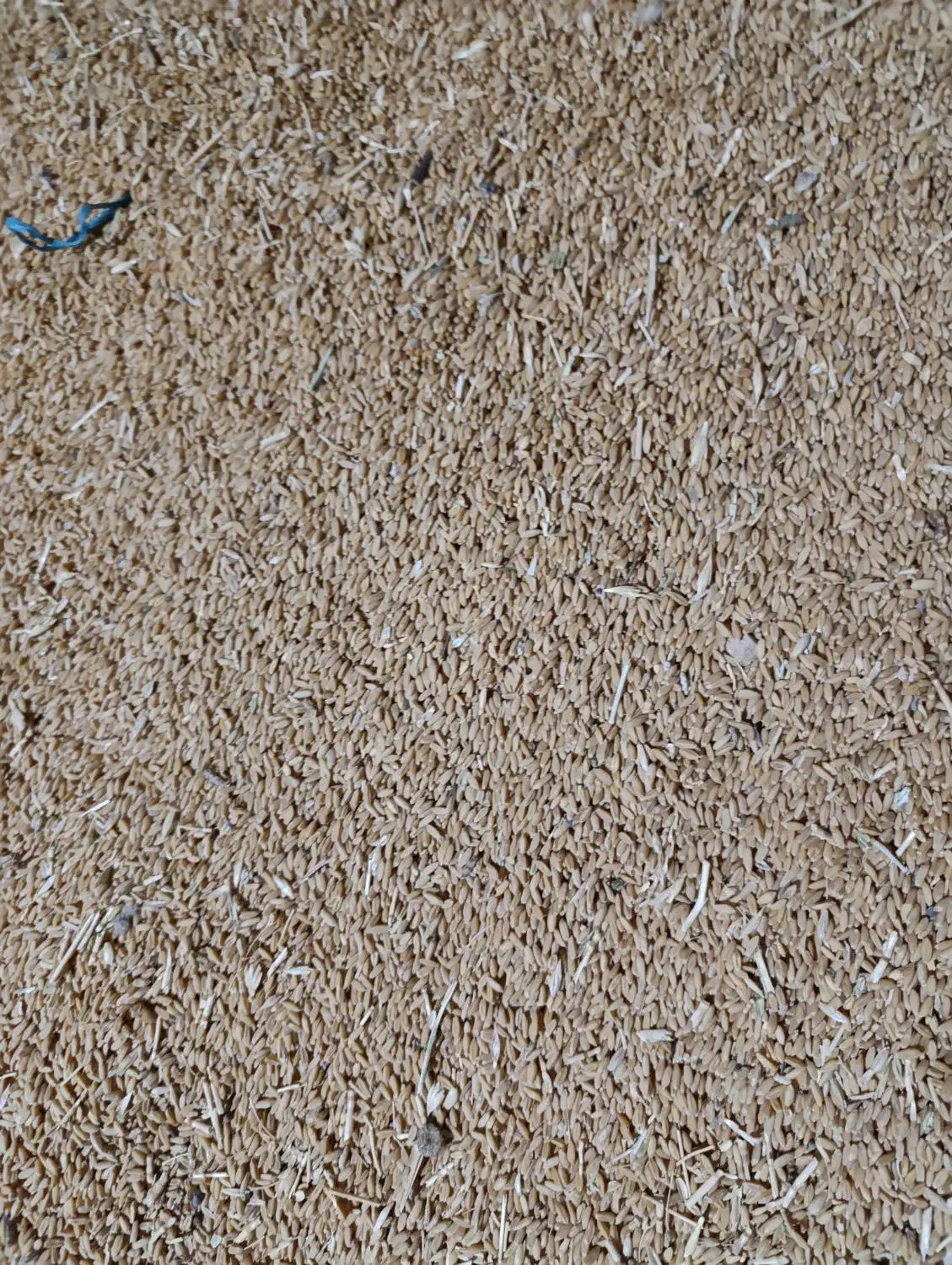 خریدار گندم و جو|خدمات باغبانی و درختکاری|سردرود, |دیوار