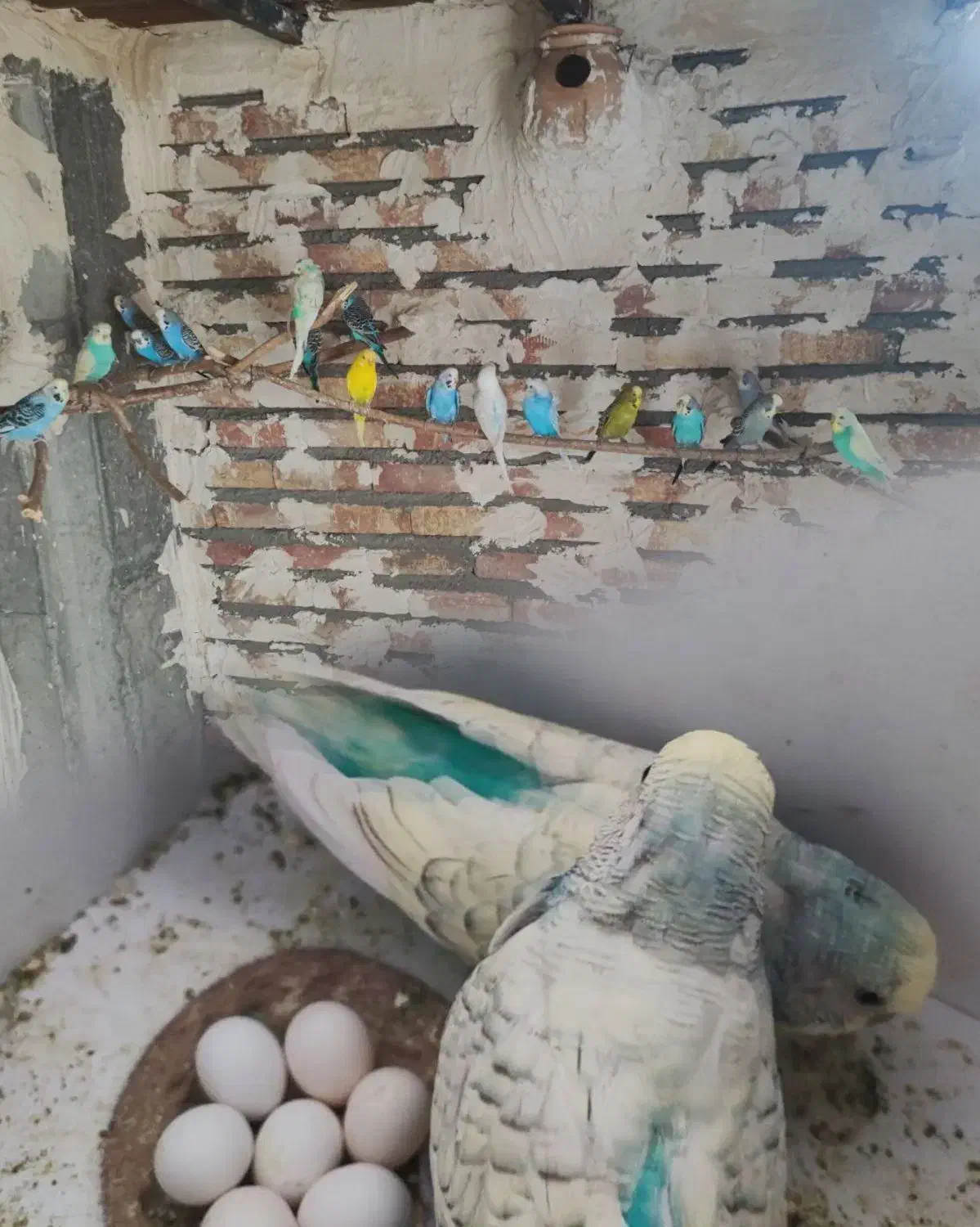 مرغ عشق|پرنده|ارس, |دیوار