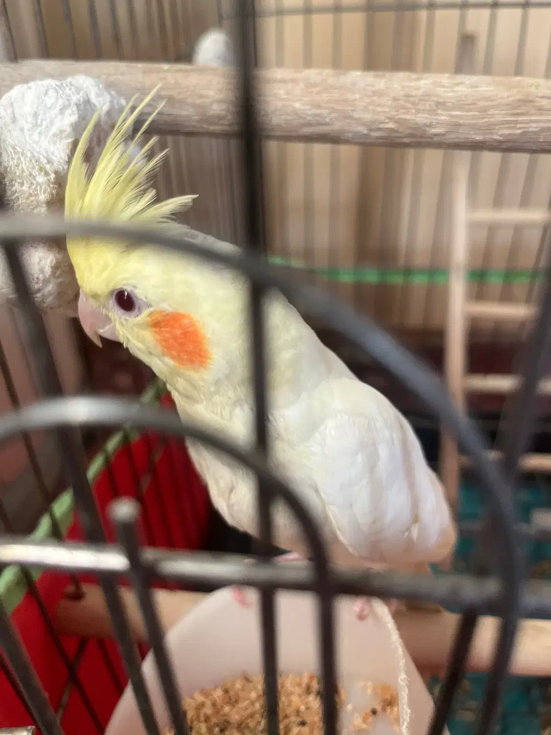 عروس هلندی لوتینو|پرنده|قزوین, |دیوار