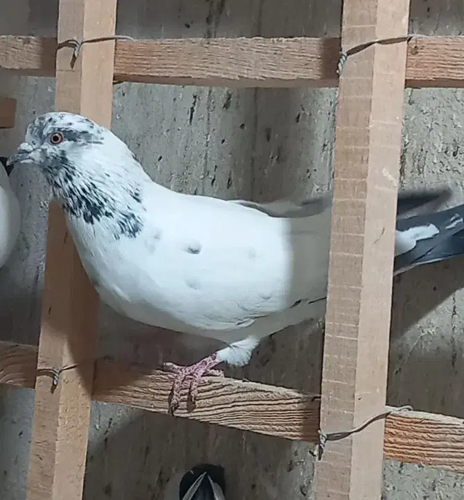 ۸ تا کفتر پرشی حسابی|پرنده|قم, حنیف نژاد|دیوار