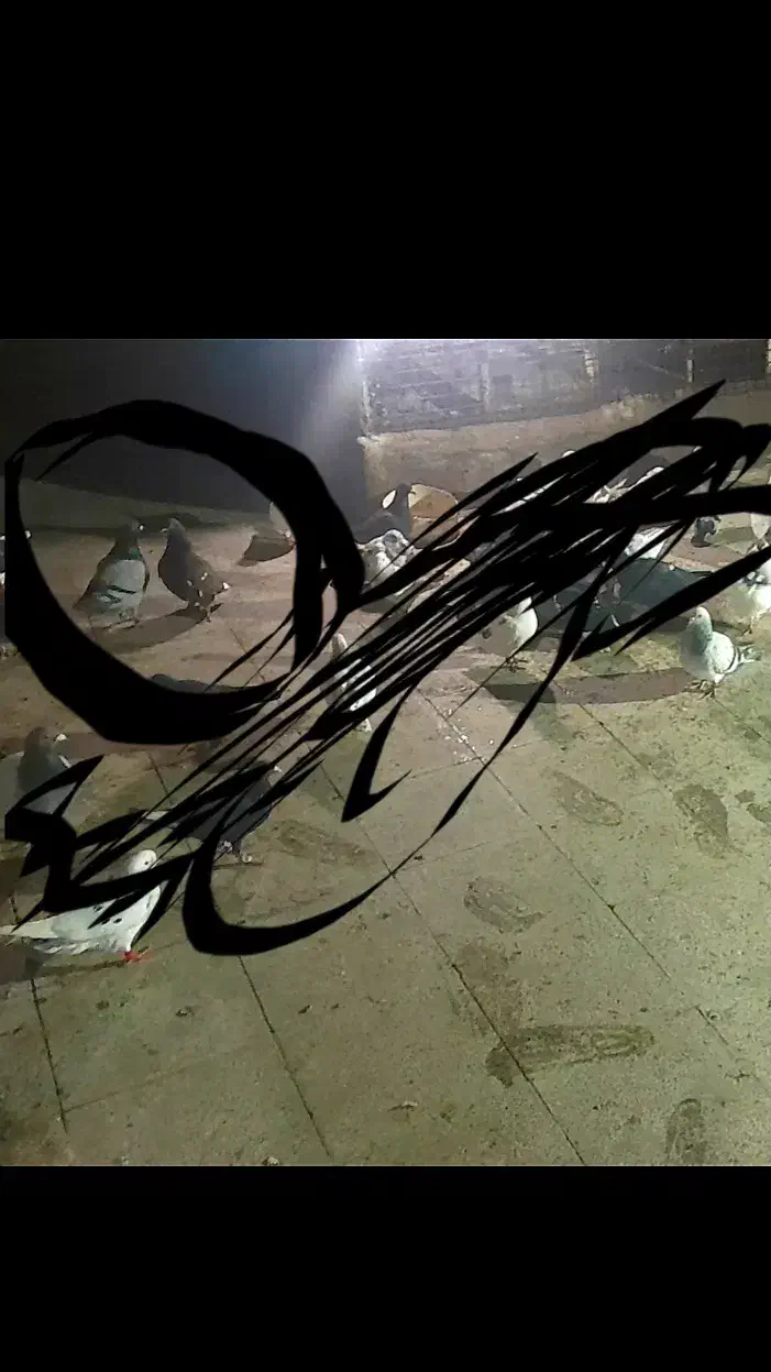 کبوتر|حیوانات|نیشابور, ابراهیمی|دیوار