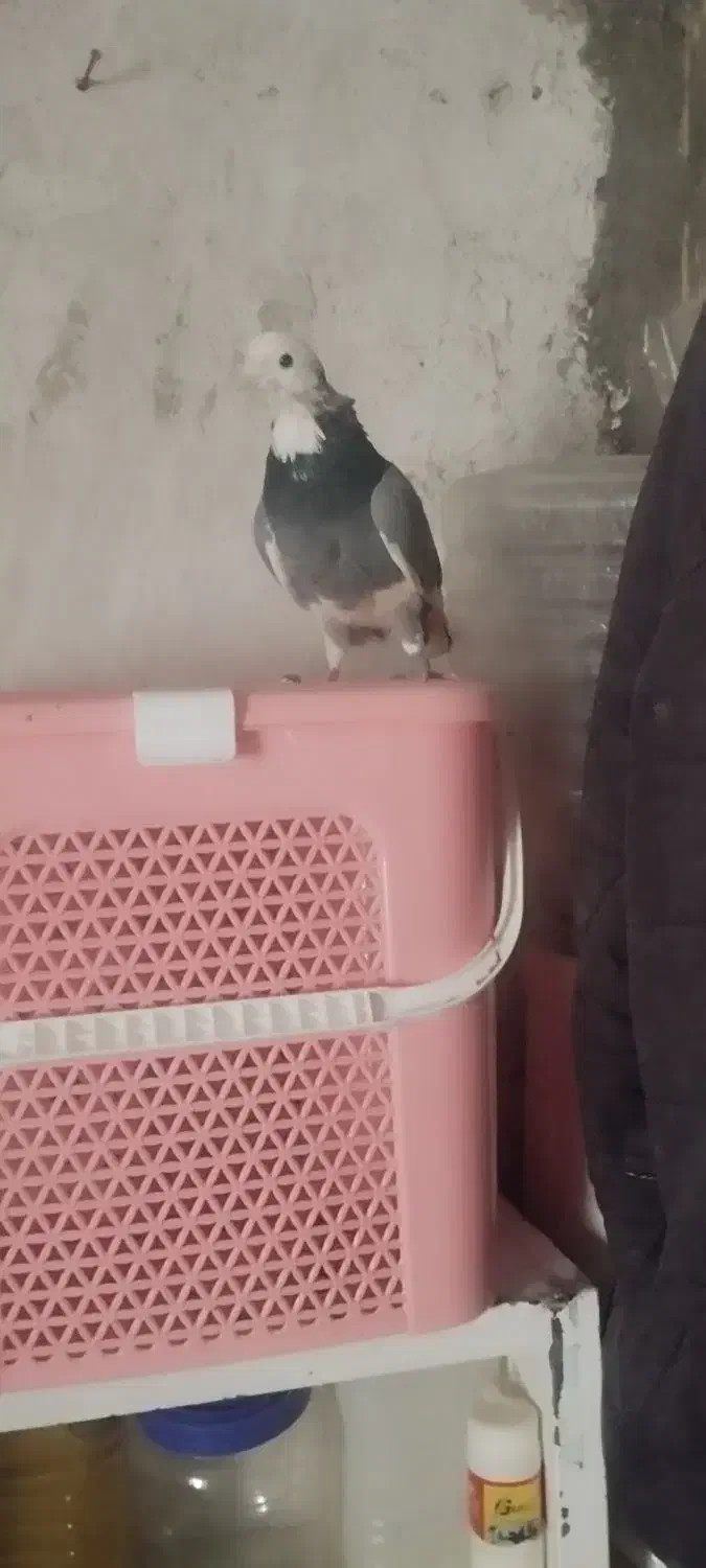 کفتر غریب|پرنده|زرین دشت (همدان), |دیوار