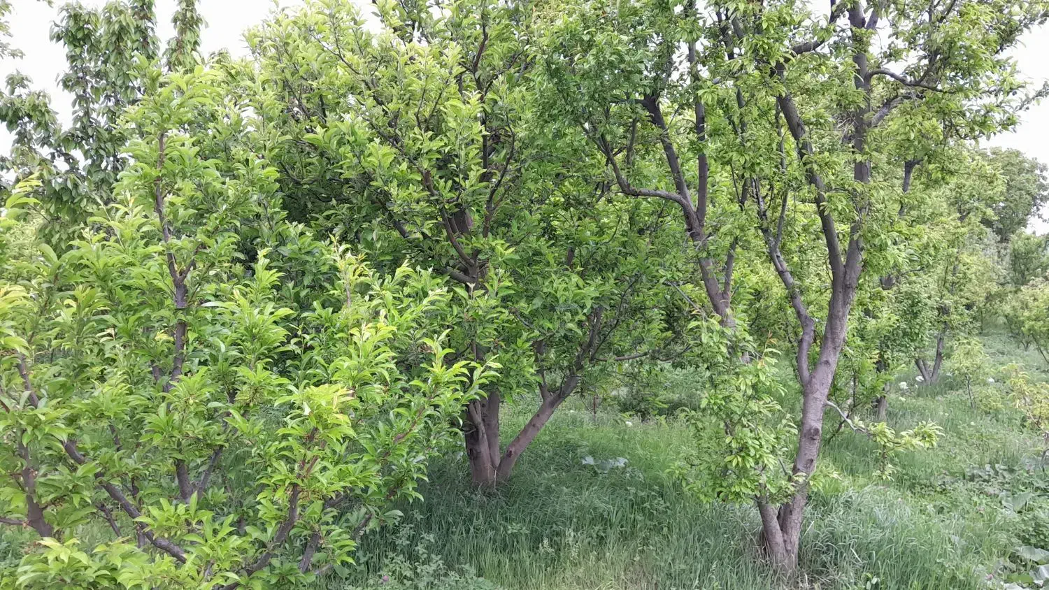 ویلاباغ دارای مجوز ساخت وبرق براسفالت|فروش خانه و ویلا|ارومیه, |دیوار