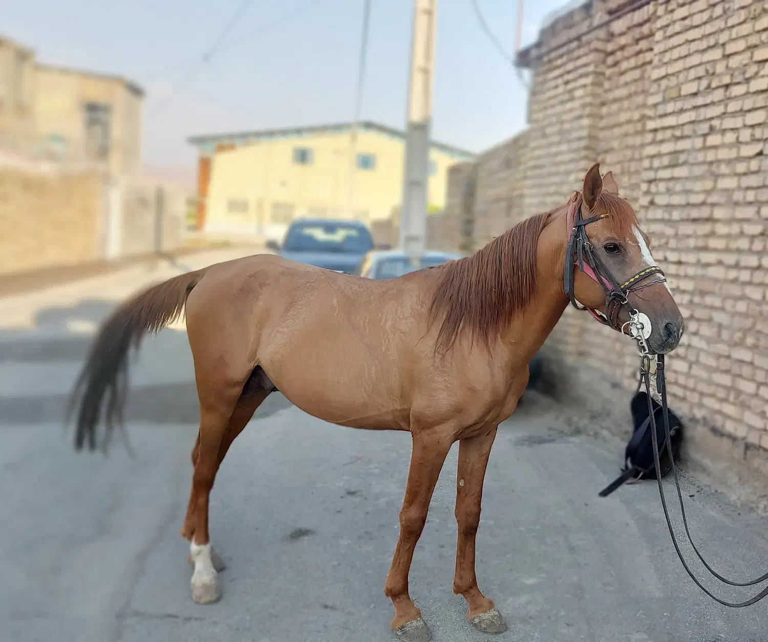 اسب|اسب و تجهیزات اسبسواری|خرمآباد, |دیوار