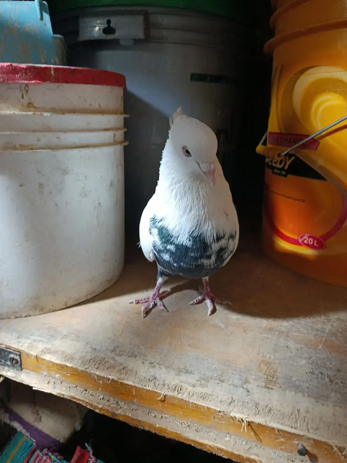 کبوتر دم سیاه نر|پرنده|اسدآباد, |دیوار