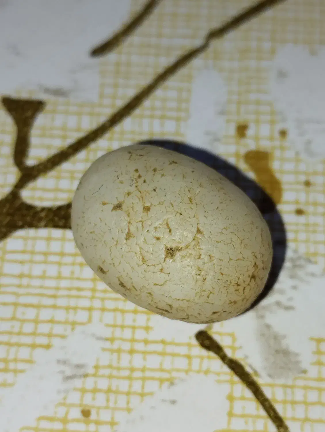 عتیقه|جواهرات|کارون, |دیوار