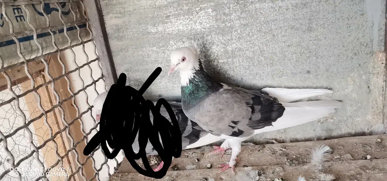 کبوتر فروشی|پرنده|بسطام, |دیوار