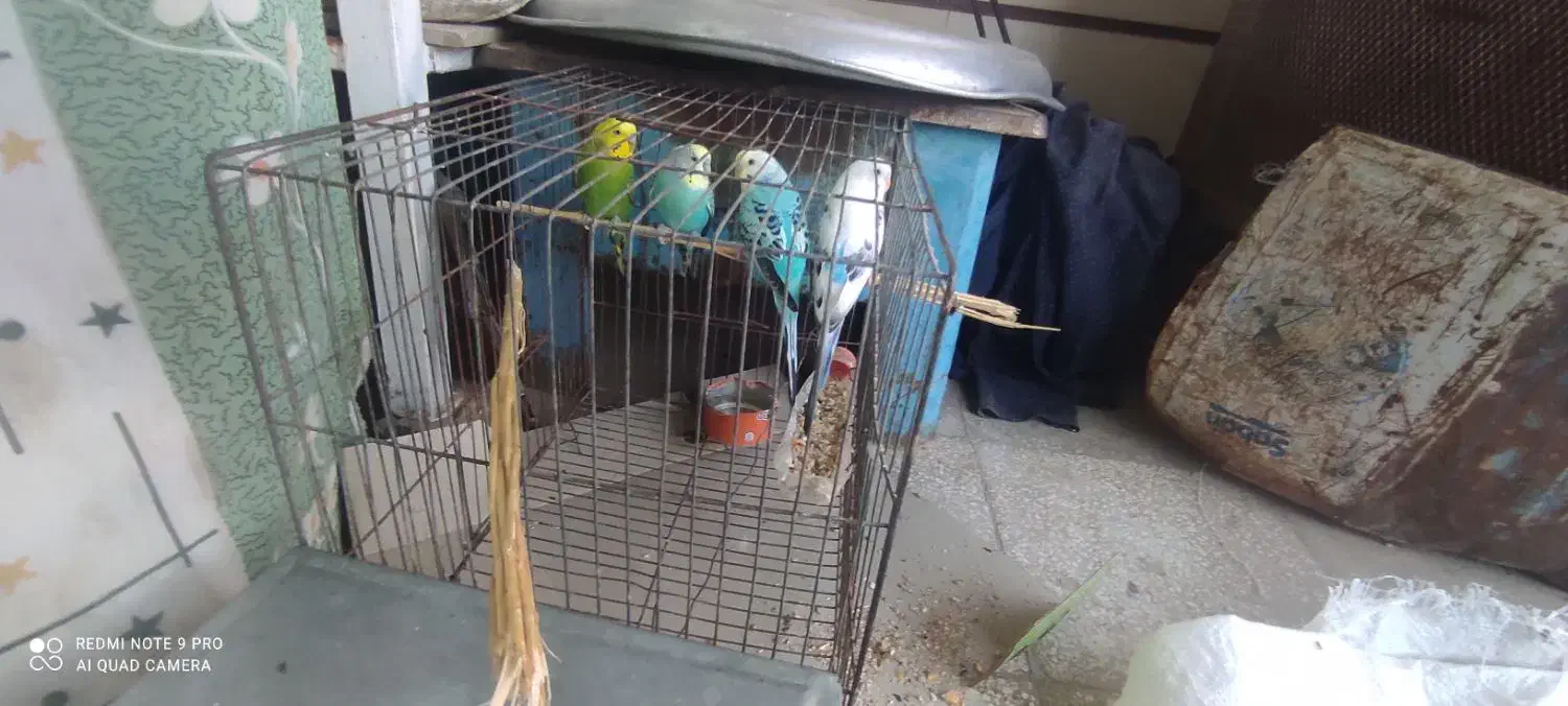 دو جفت مرغ عشق دونه ای ۱۵۰ تومان|پرنده|عطاملک, |دیوار