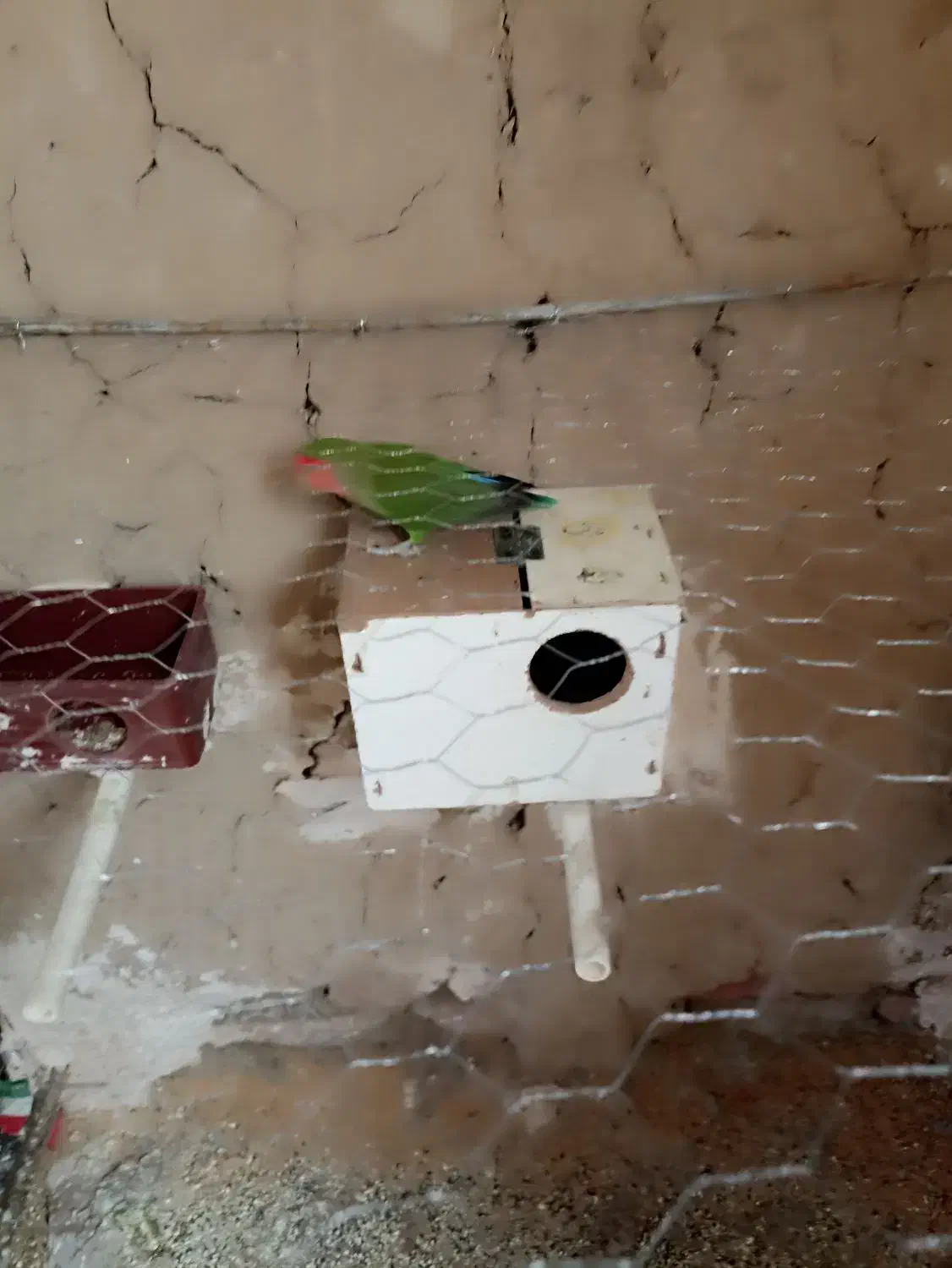 طوطی‌‌کتوله‌ماده|پرنده|زاهدان, |دیوار