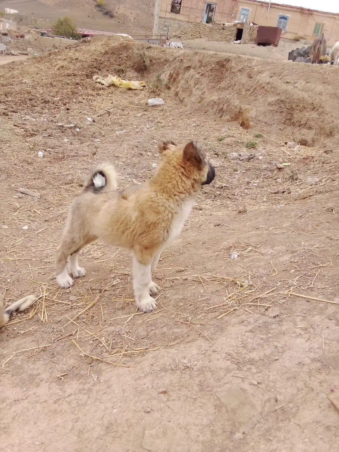 توله سرابی|سگ|انگوت, |دیوار