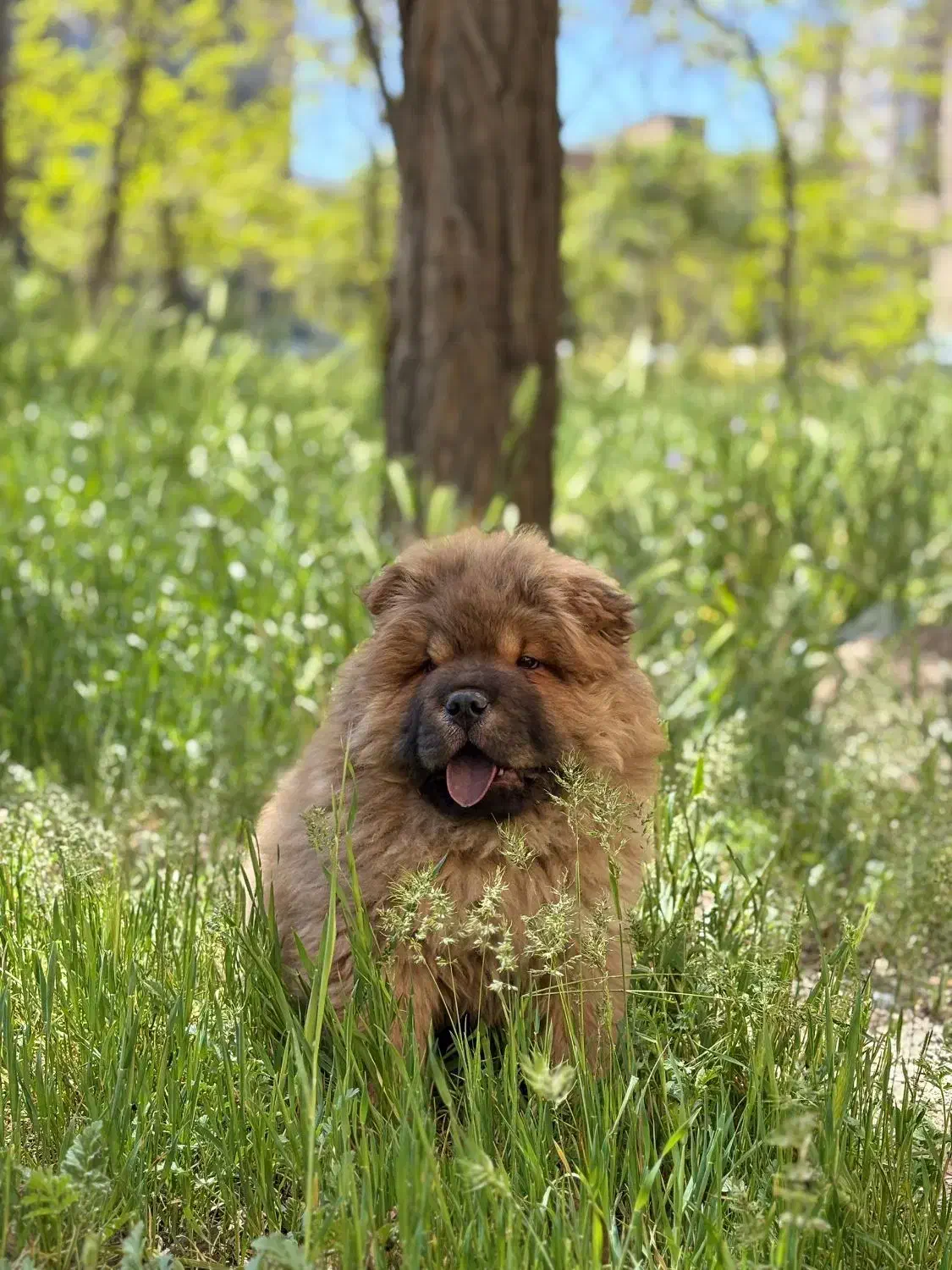 فروش سگ چائو چائو|سگ|اراک, |دیوار